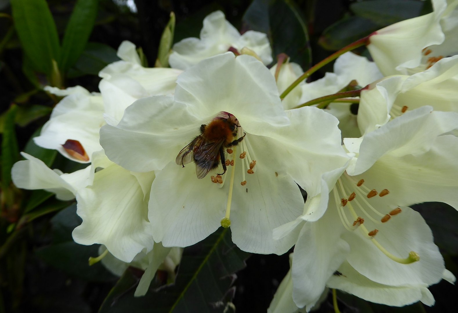 Belebter Rhododendron