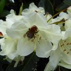 Belebter Rhododendron