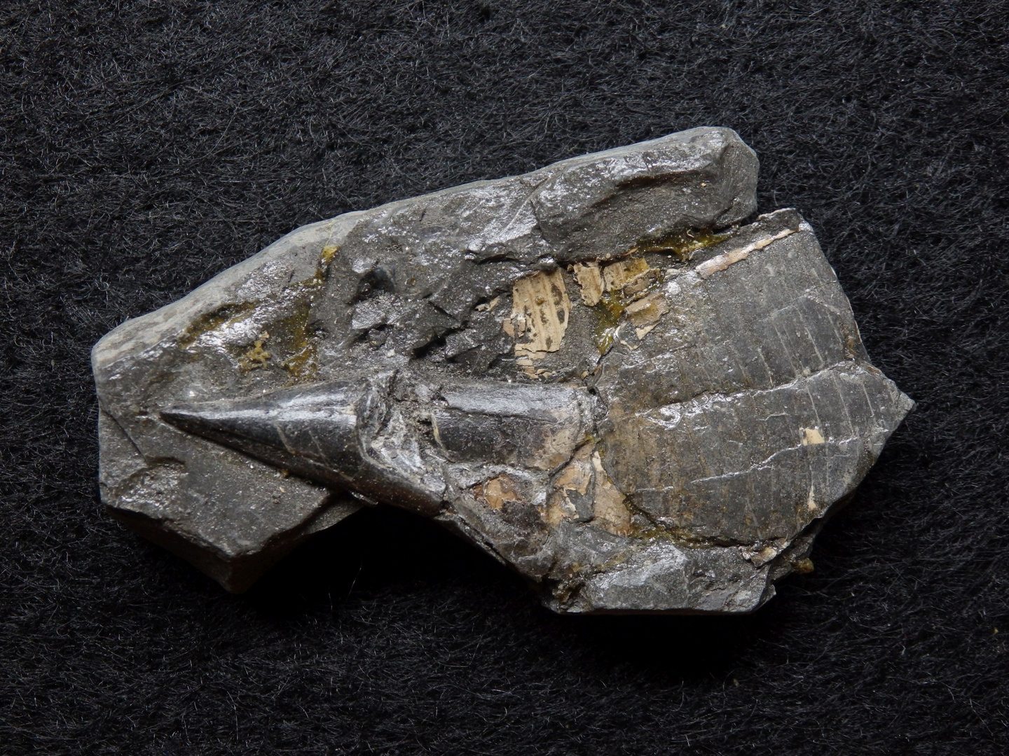 Belemnit aus der Jurazeit - Acrocoelites curtus