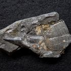 Belemnit aus der Jurazeit - Acrocoelites curtus