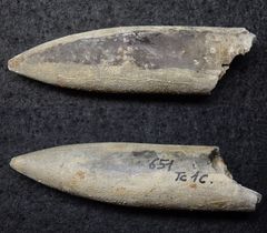 Belemnit aus der Jurazeit - Acrocoelites sp.