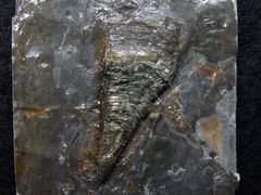 Belemnit aus der Jurazeit - Brachibelus rostriformis
