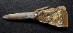 Belemnit aus der Jurazeit - Brevibelus „subaduncatus“