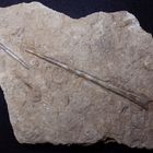 Belemnit aus der Jurazeit - Cuspiteuthis tubularis