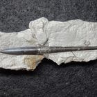 Belemnit aus der Jurazeit - Hastites clavatus