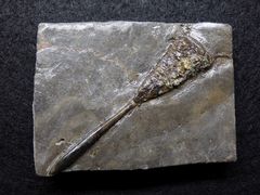 Belemnit aus der Jurazeit - Parahastites neumarktensis