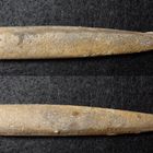 Belemnit aus der Jurazeit - Passaloteuthis elongata