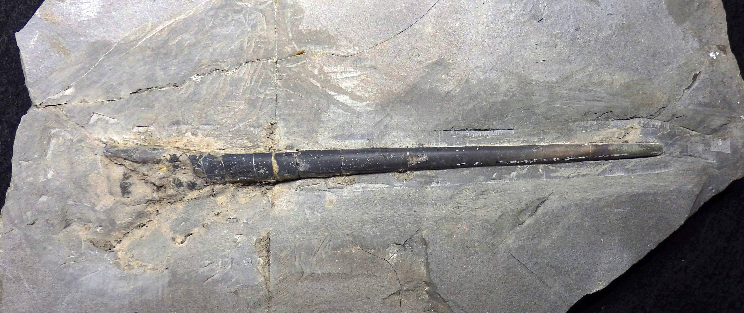 Belemnit aus der Jurazeit - Youngibelus tubularis
