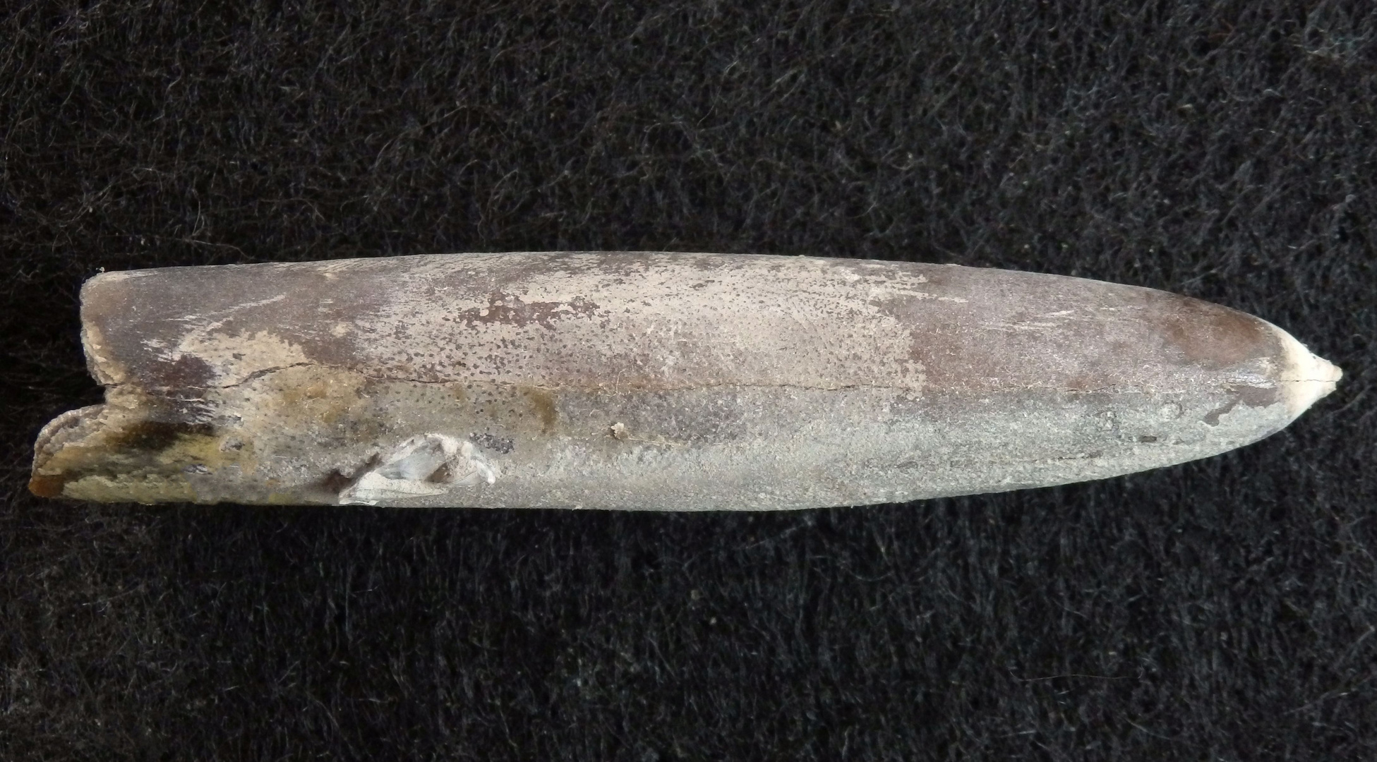 Belemnit aus der Kreidezeit - Gonioteuthis quadrata oblonga