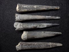 Belemniten aus der Jurazeit - Acrocoelites