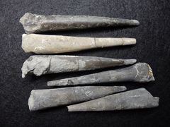 Belemniten aus der Jurazeit - Acrocoelites