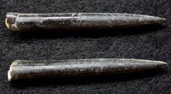 Belemniten aus der Jurazeit - Acrocoelites cf. quenstedti
