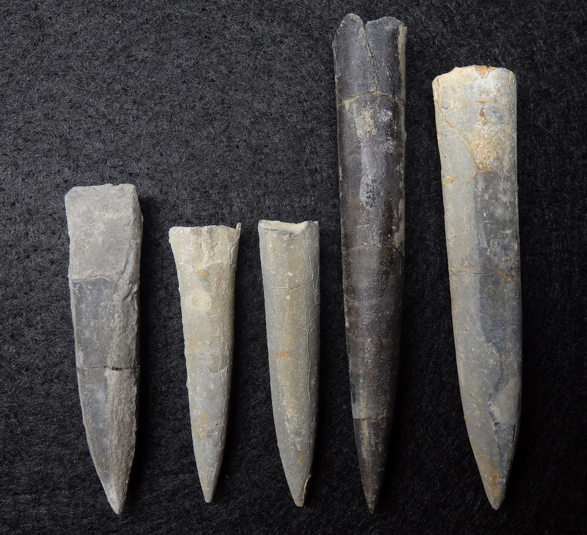 Belemniten aus der Jurazeit - Acrocoelites pyramidalis