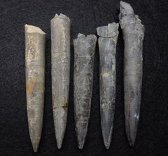Belemniten aus der Jurazeit - Acrocoelites quenstedti