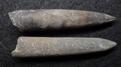Belemniten aus der Jurazeit - Acrocoelites tripartitus crassus