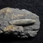 Belemniten aus der Jurazeit - Hibolithes wuerttembergicus
