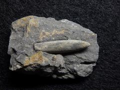 Belemniten aus der Jurazeit - Hibolithes wuerttembergicus