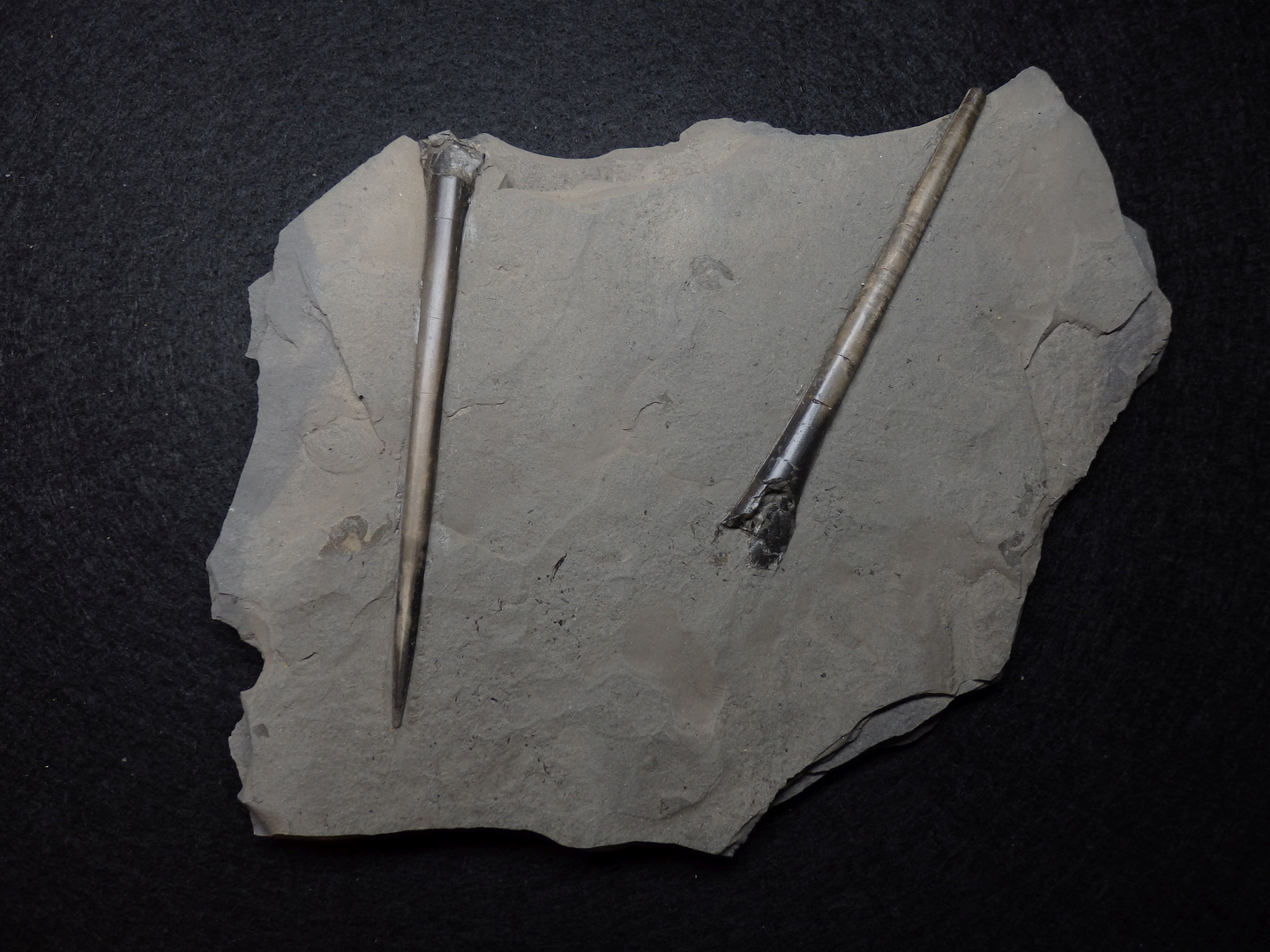 Belemniten aus der Jurazeit - Youngibelus tubularis