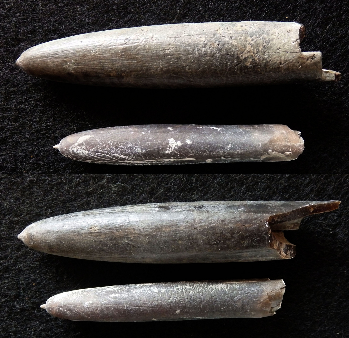 Belemniten aus der Kreidezeit - Belemnitella praecursor und Belemnitella mucronata