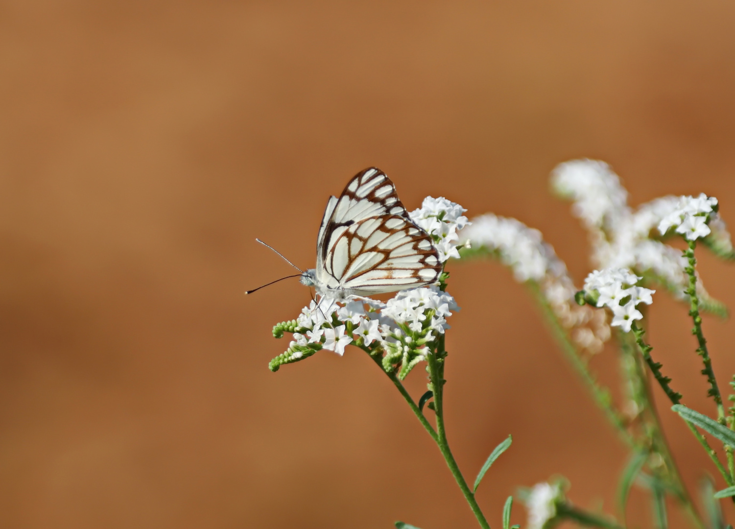 Belenois aurota