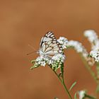 Belenois aurota