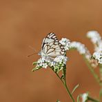 Belenois aurota