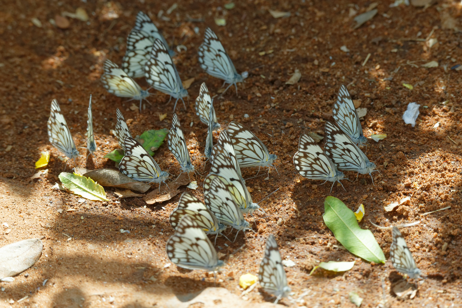 Belenois aurota