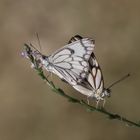 Belenois aurota » Brown-veined White