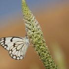 Belenois aurota » Brown-veined White