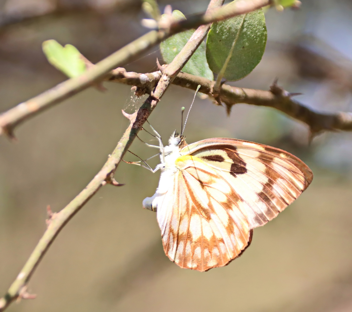 Belenois aurota,Weibchen