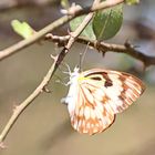 Belenois aurota,Weibchen