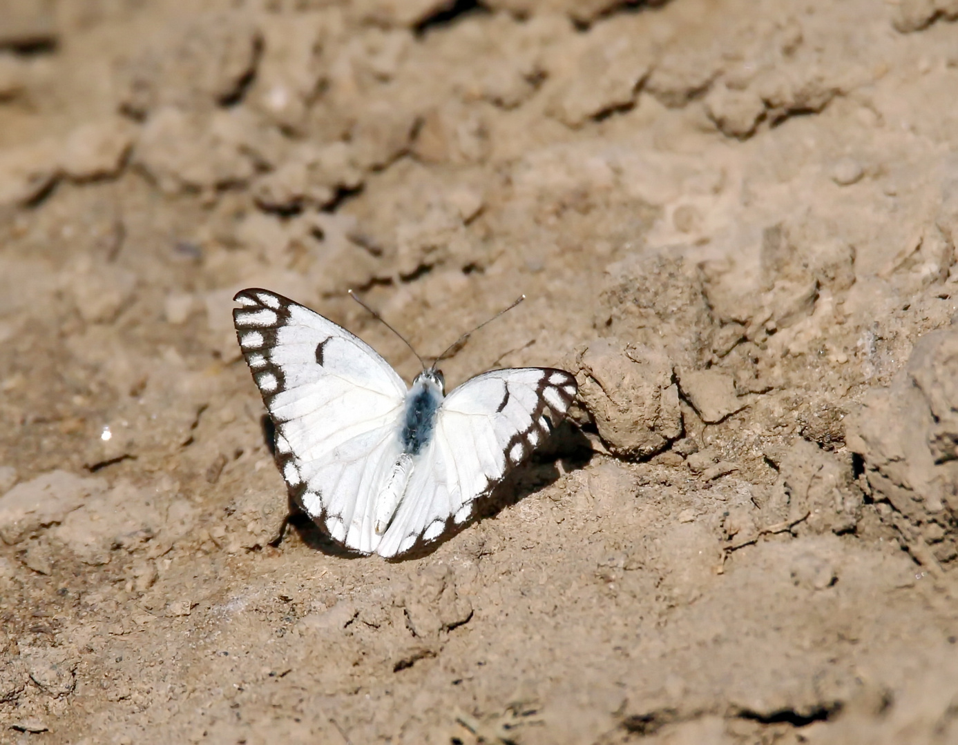 Belenois aurota,Weibchen