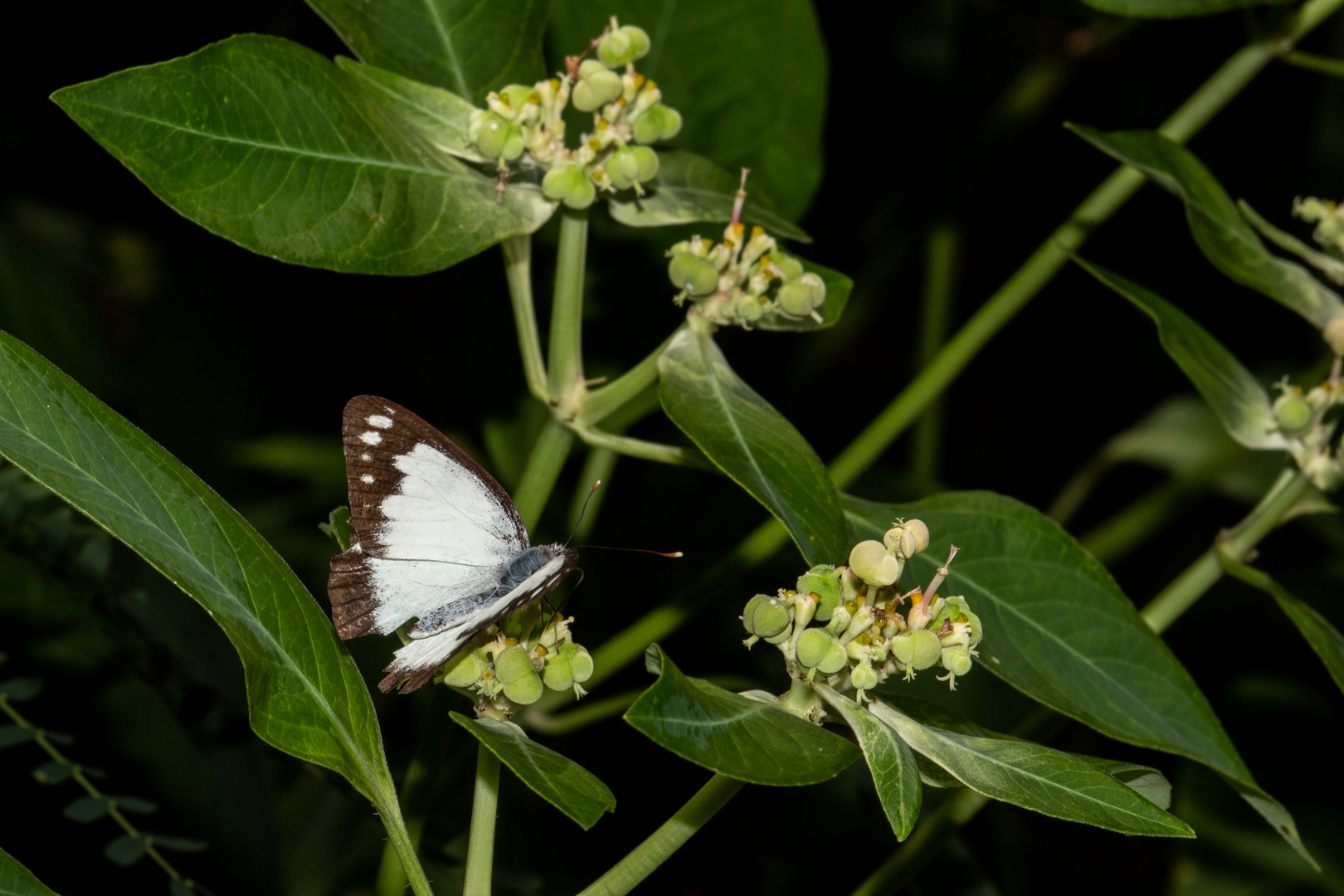 Belenois java