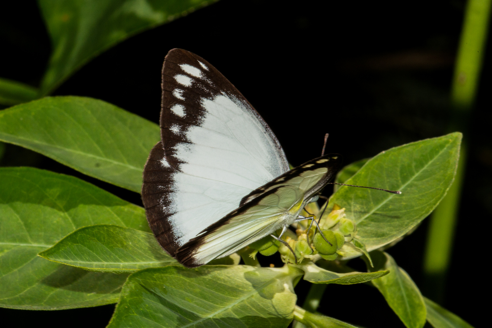 Belenois java