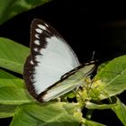 Belenois java