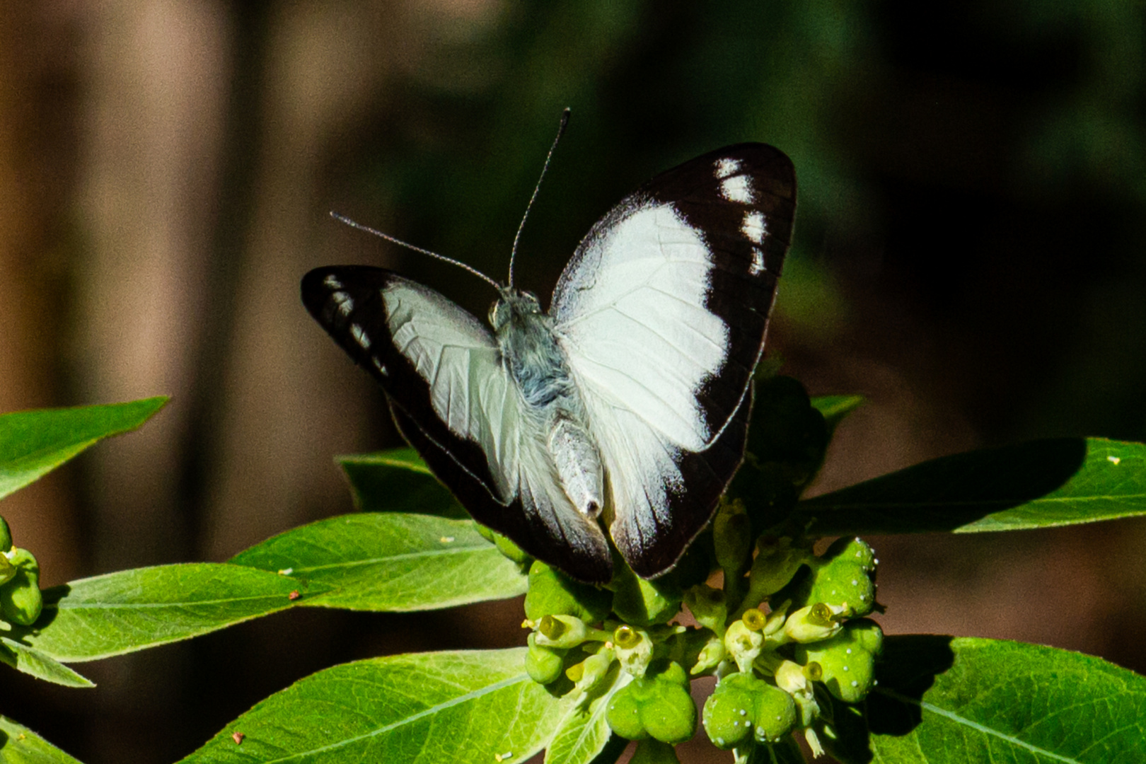 Belenois java