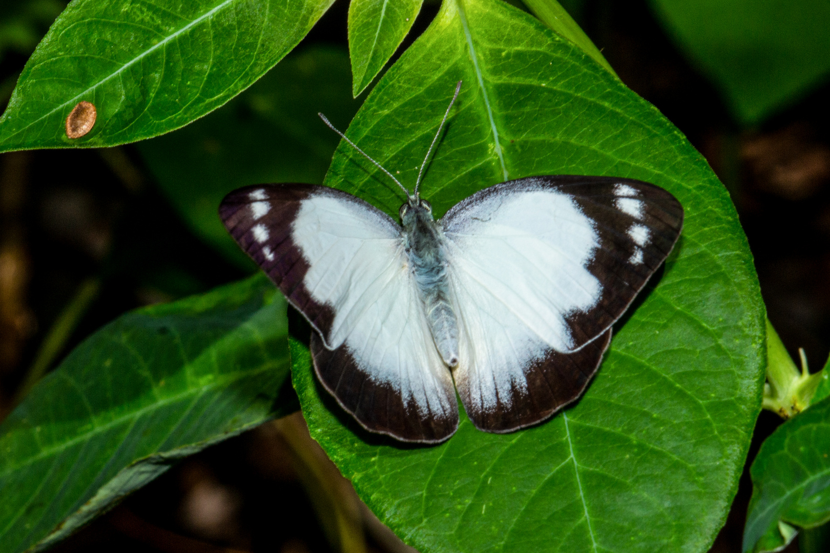 Belenois java