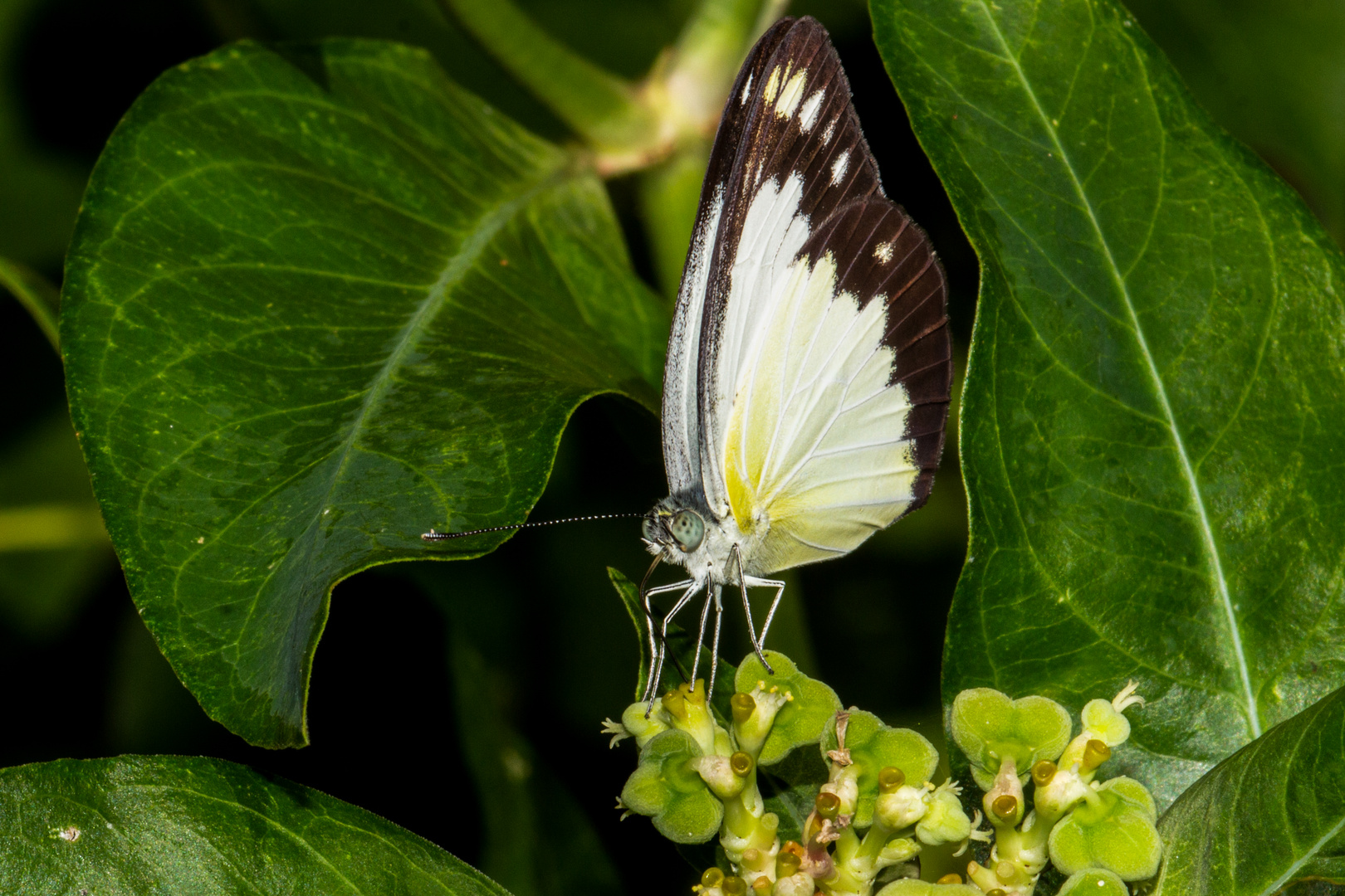 Belenois java