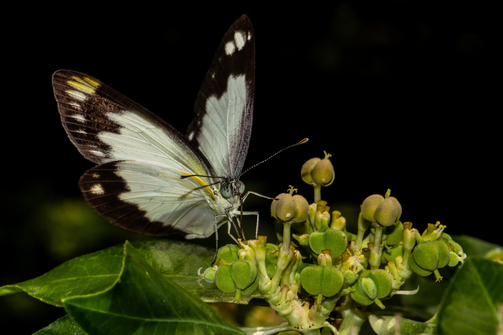 Belenois java