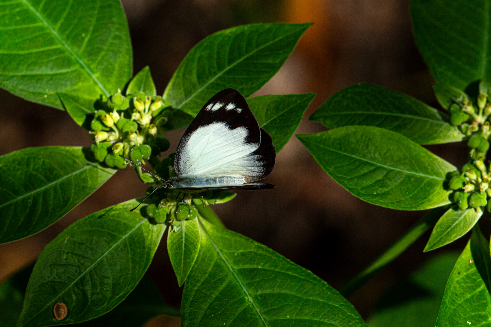 Belenois java