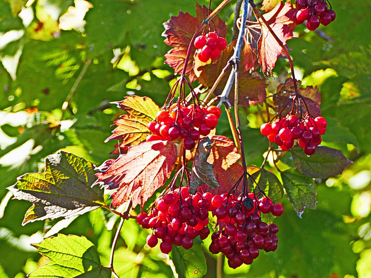 beleuchtete Beeren