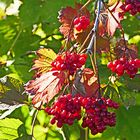 beleuchtete Beeren