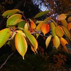 beleuchtete bunte Herbstblätter