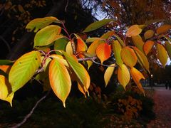 beleuchtete bunte Herbstblätter