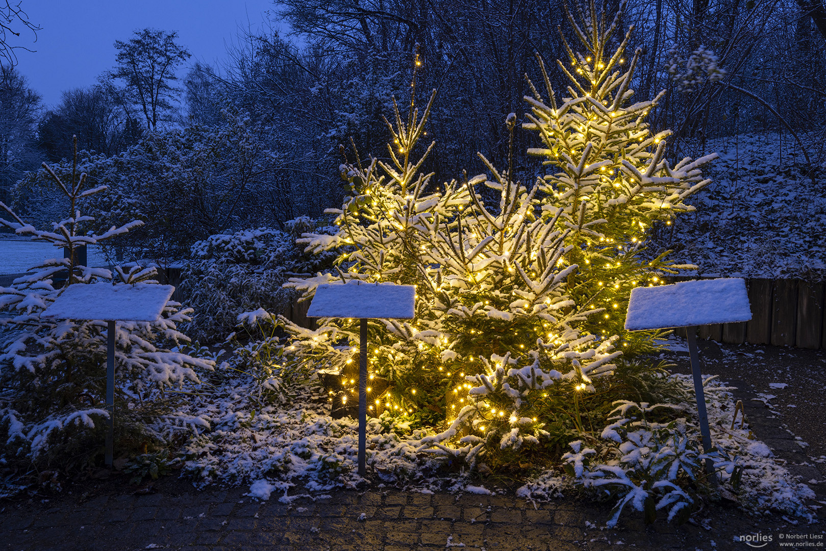 Beleuchtete Christbäume