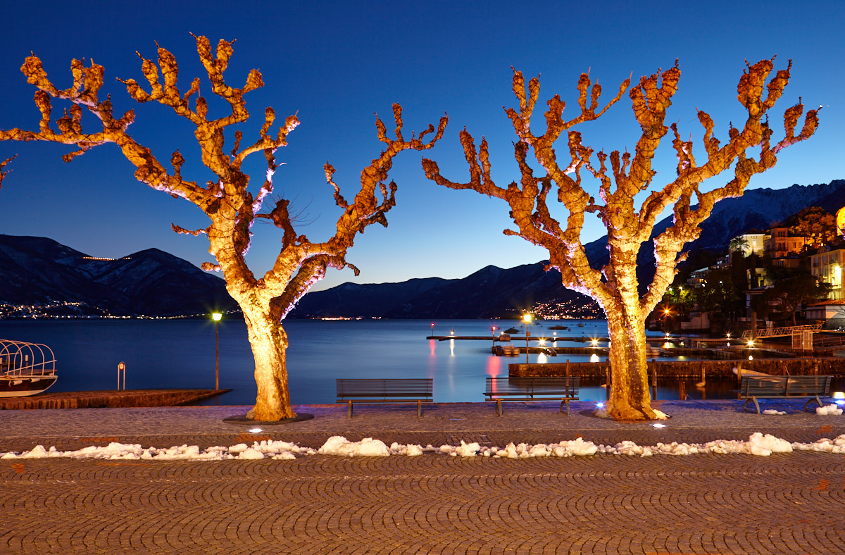 Beleuchtete Platanen zur blauen Stunde in der Bucht von Ascona (Kanton Tessin, Schweiz)