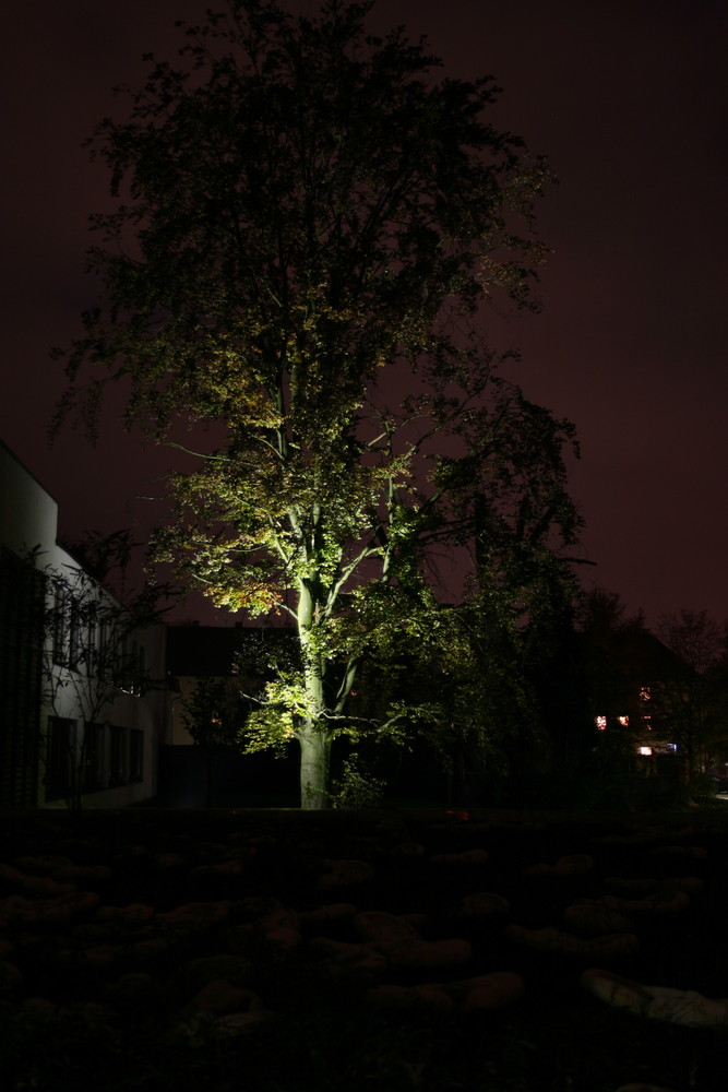 Beleuchteter Baum Foto & Bild pflanzen, pilze & flechten, bäume Beleuchteter Baum Foto & Bild pflanzen, pilze & flechten, bäume