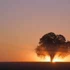 Beleuchteter Baum