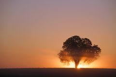 Beleuchteter Baum