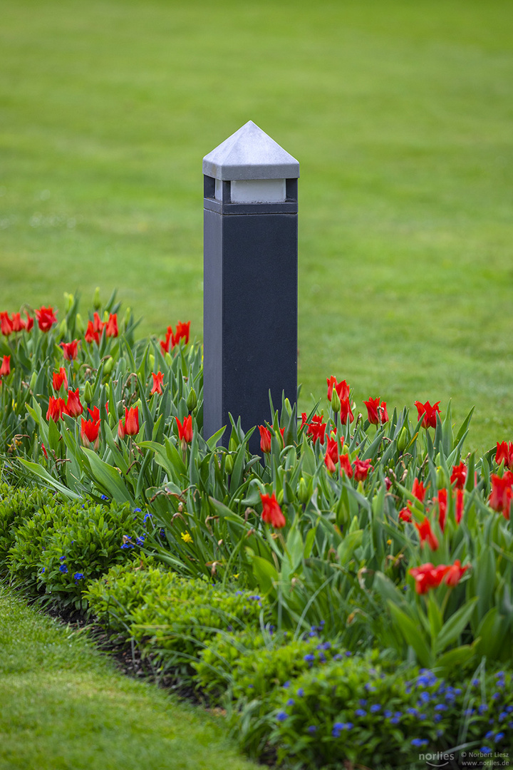 Beleuchtung mit Tulpen